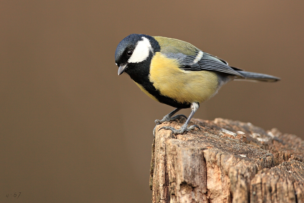 Kohlmeise (Parus major)