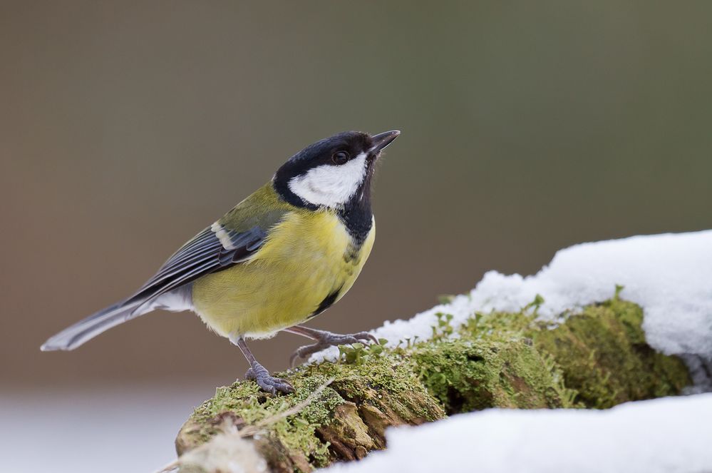 Kohlmeise (Parus Major)