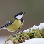 Kohlmeise (Parus Major)