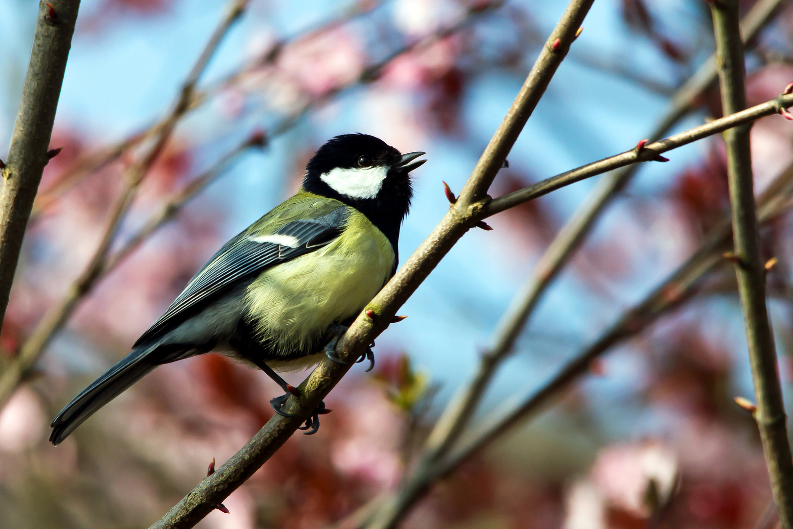 Kohlmeise (Parus major) bei uns im Garten