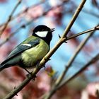 Kohlmeise (Parus major) bei uns im Garten