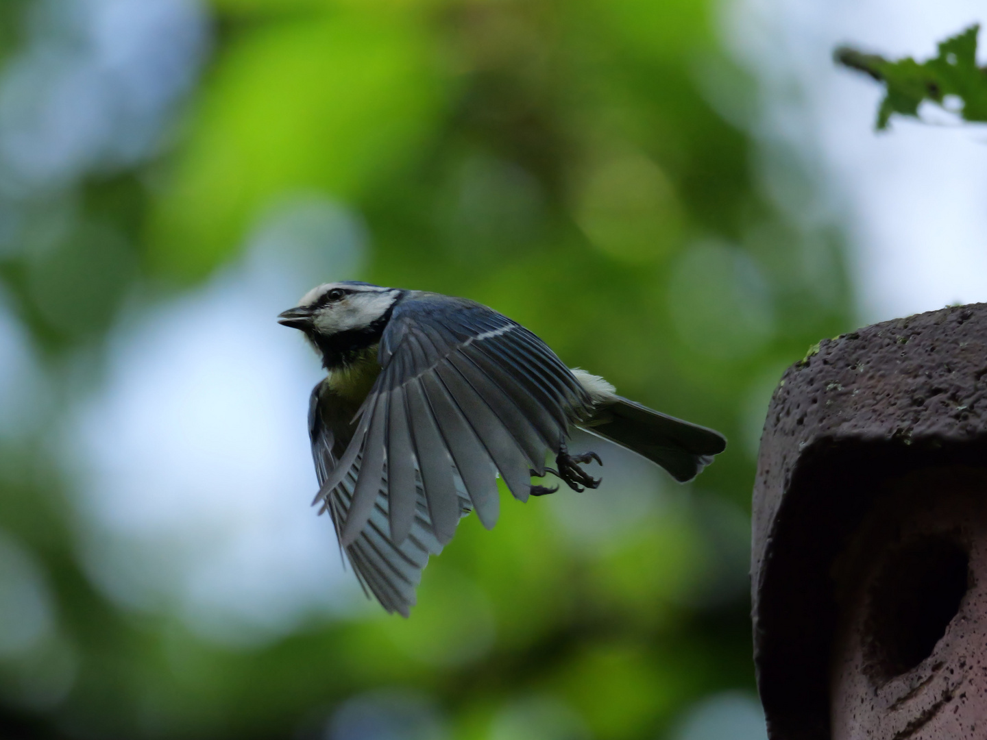 Kohlmeise (Parus major) beim Start 2