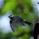 Kohlmeise (Parus major) beim Start 2