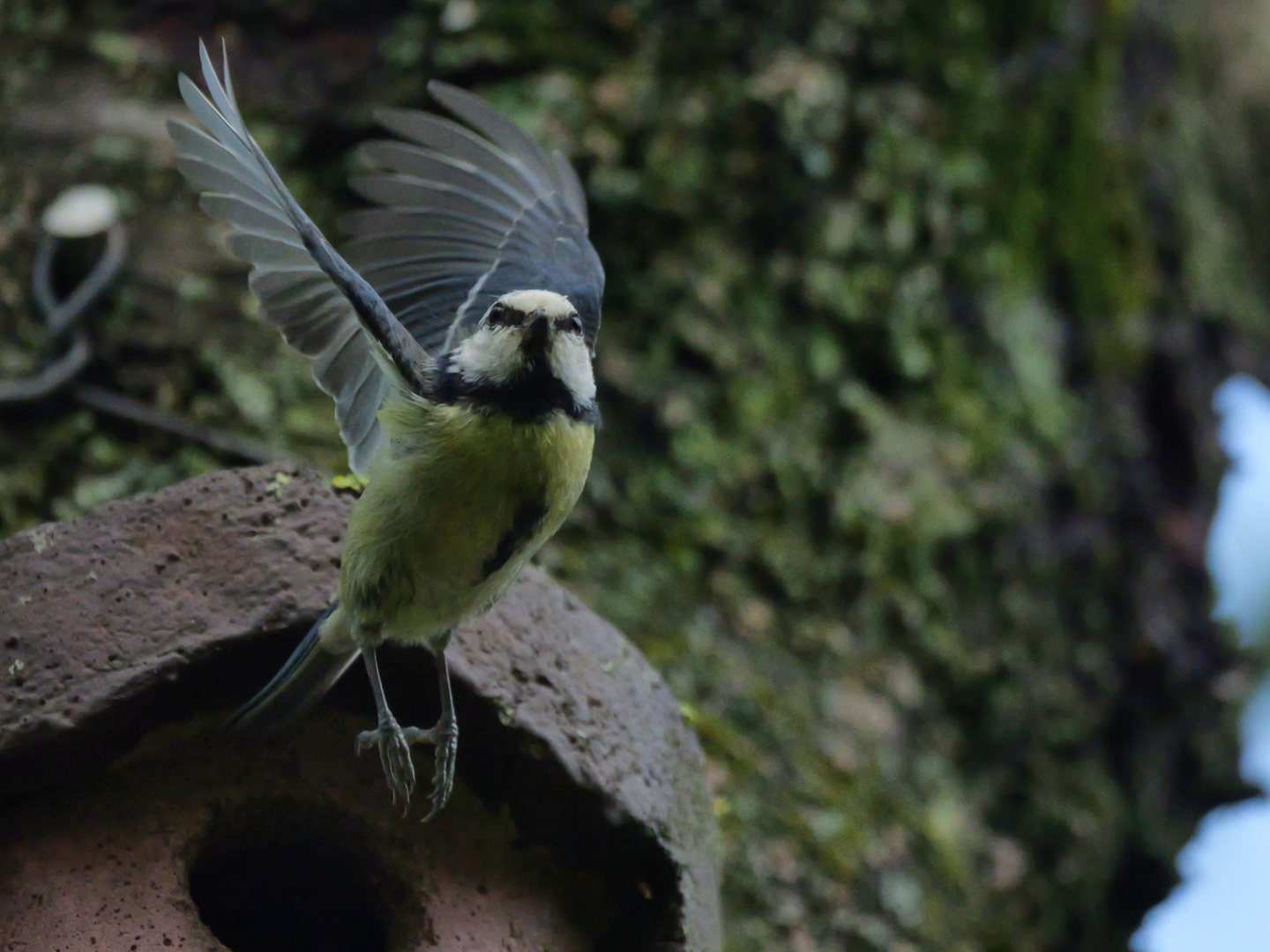 Kohlmeise (Parus major) beim Start 3