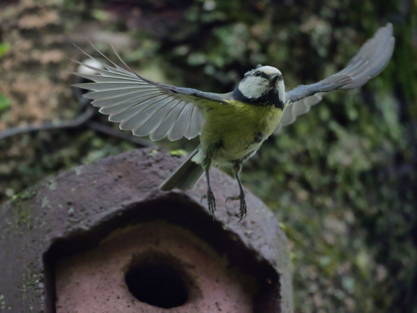 Kohlmeise (Parus major) beim Start 4