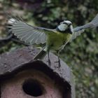 Kohlmeise (Parus major) beim Start 4