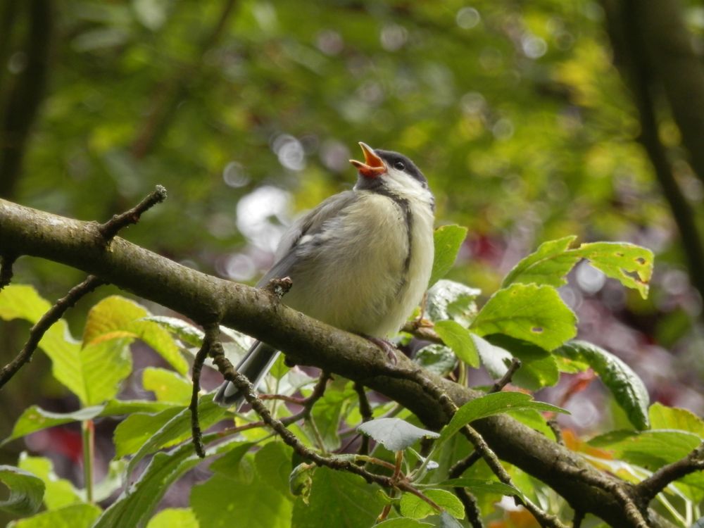 Kohlmeise (Parus major) - Bettelnder Jungvogel