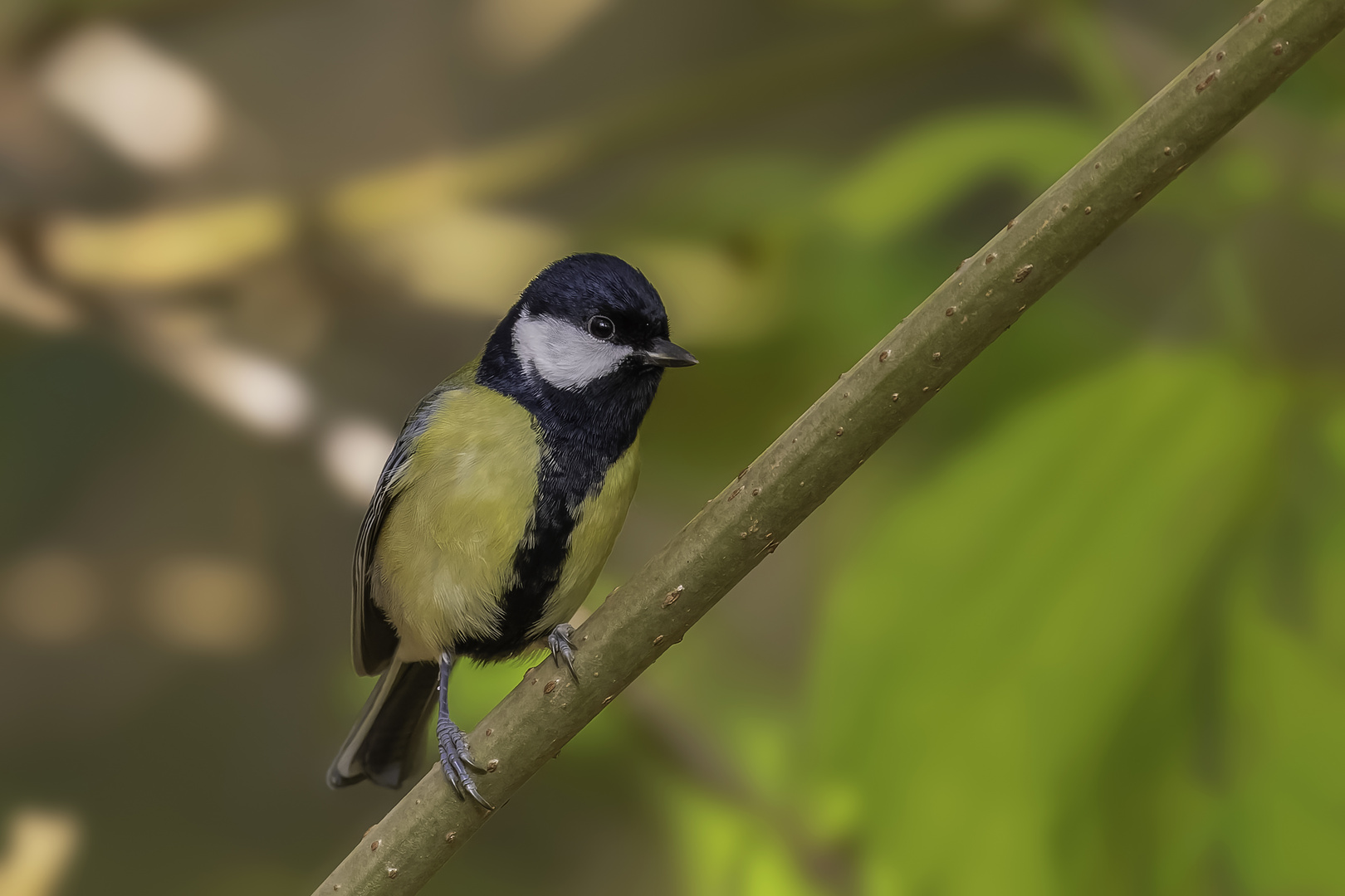 Kohlmeise (Parus major)