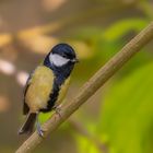 Kohlmeise (Parus major)