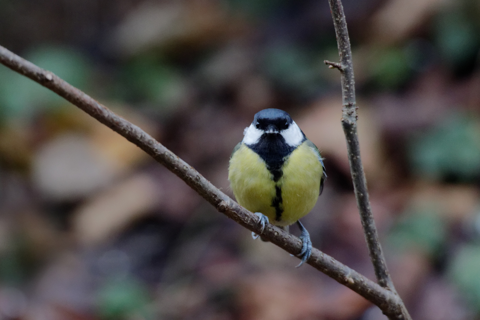 Kohlmeise (Parus major)