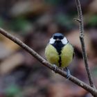 Kohlmeise (Parus major)