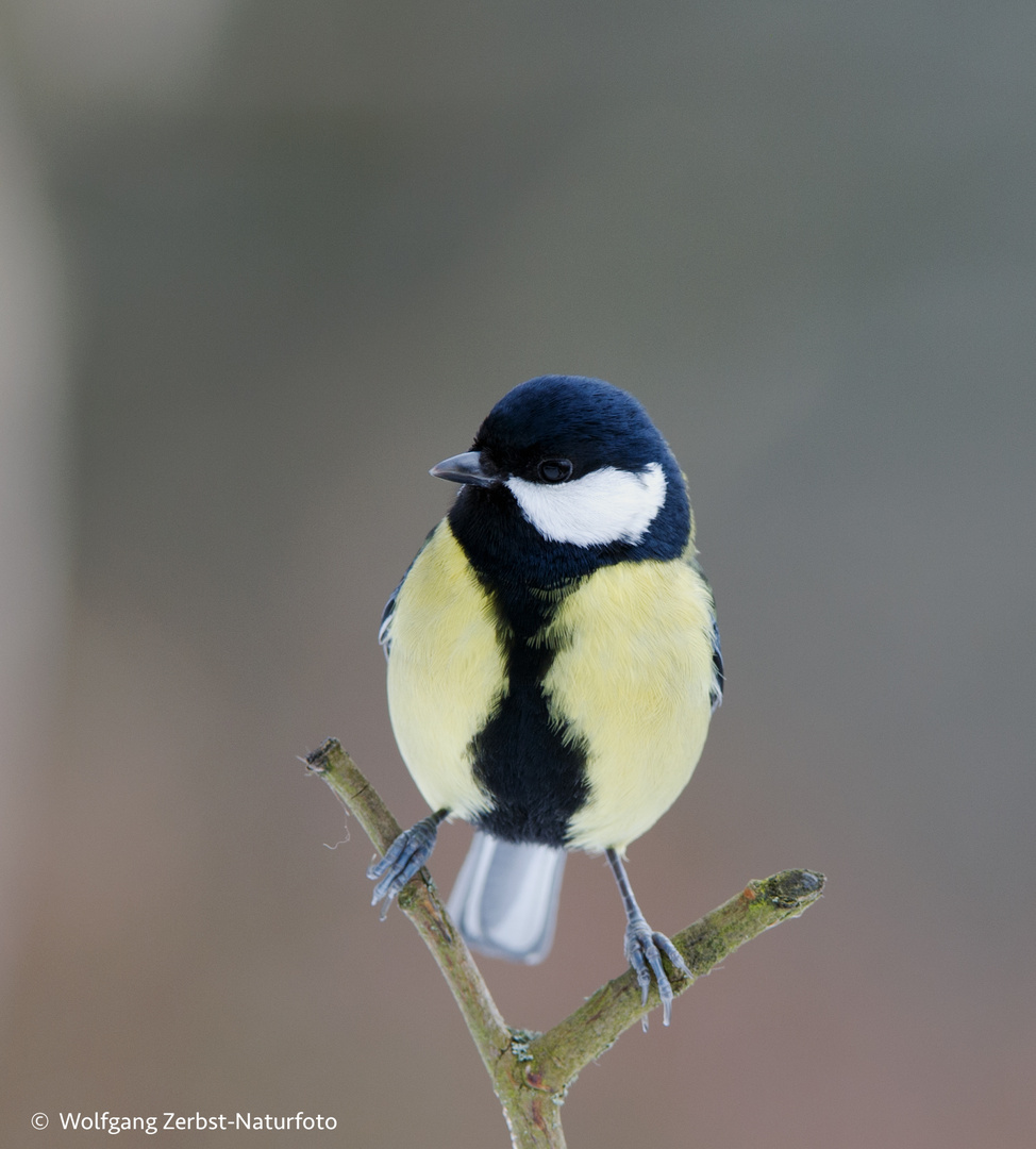  - Kohlmeise -  ( Parus major )