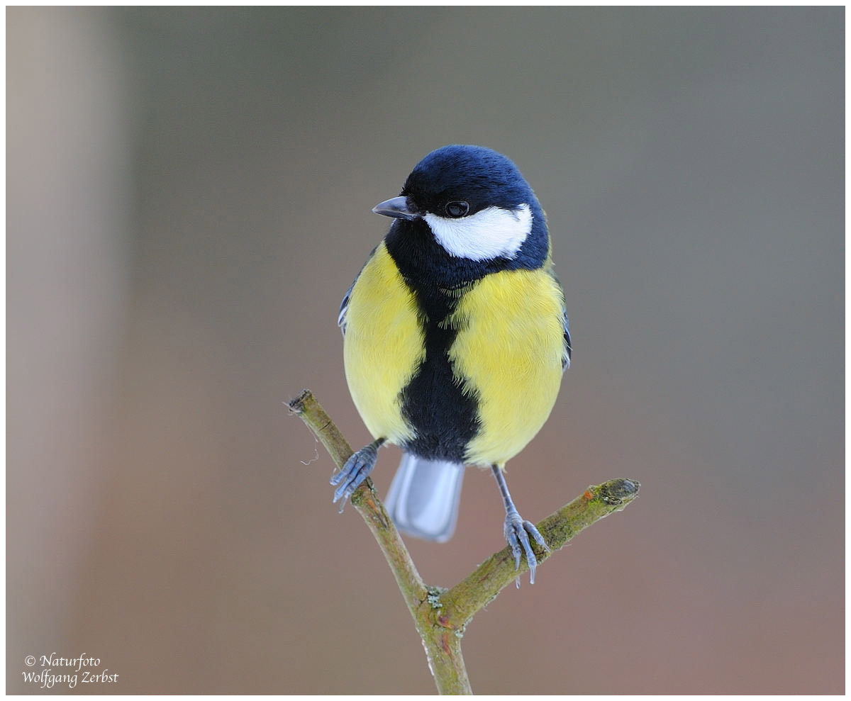 --- Kohlmeise ---- (Parus major )