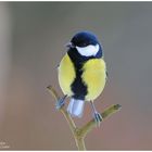 --- Kohlmeise ---- (Parus major )