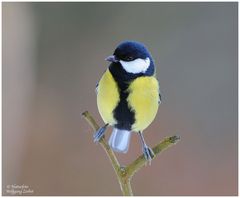 --- Kohlmeise ---- (Parus major )