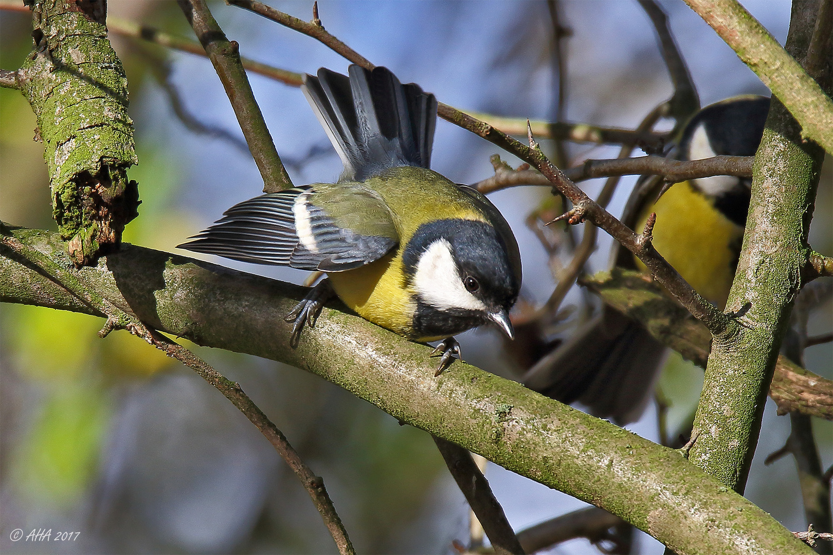 Kohlmeise (Parus major)