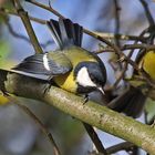 Kohlmeise (Parus major)