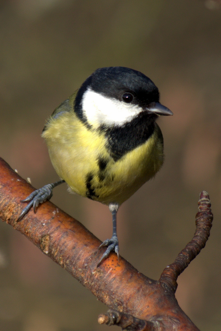 Kohlmeise (parus major)