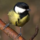 Kohlmeise (parus major)