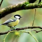 Kohlmeise (Parus major)