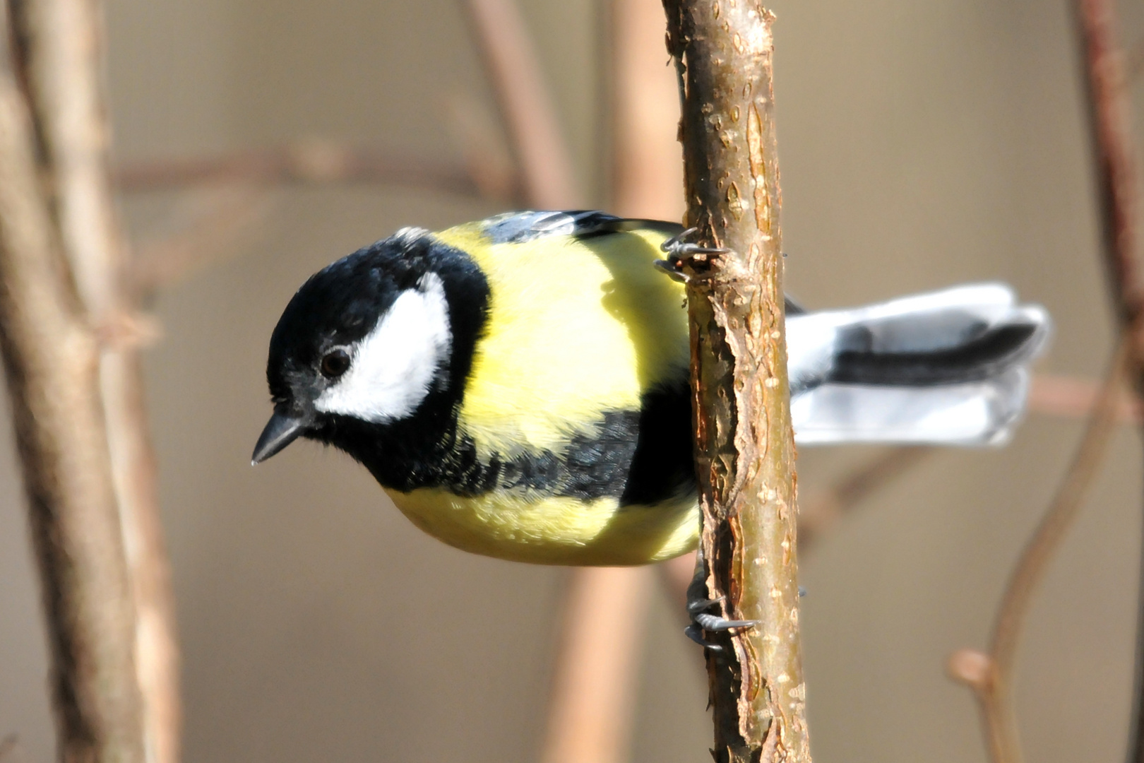 Kohlmeise (Parus major)