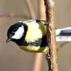 Kohlmeise (Parus major)