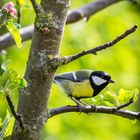 Kohlmeise (Parus major)