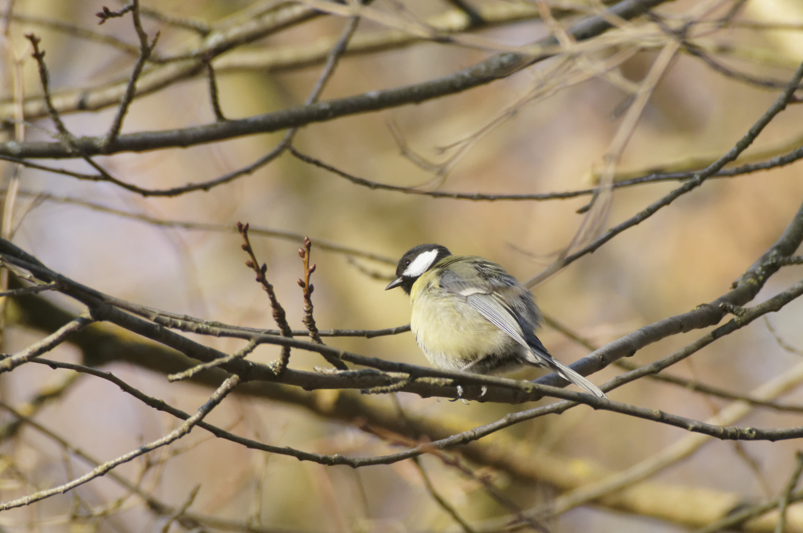 Kohlmeise (Parus major)