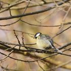 Kohlmeise (Parus major)