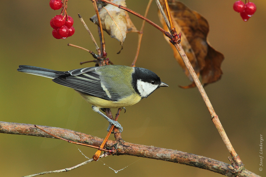 Kohlmeise (Parus major) Copyright Josef Limberger Bubenberg Steegen Oö. 