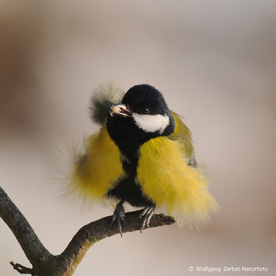 --- Kohlmeise ---     ( Parus major )