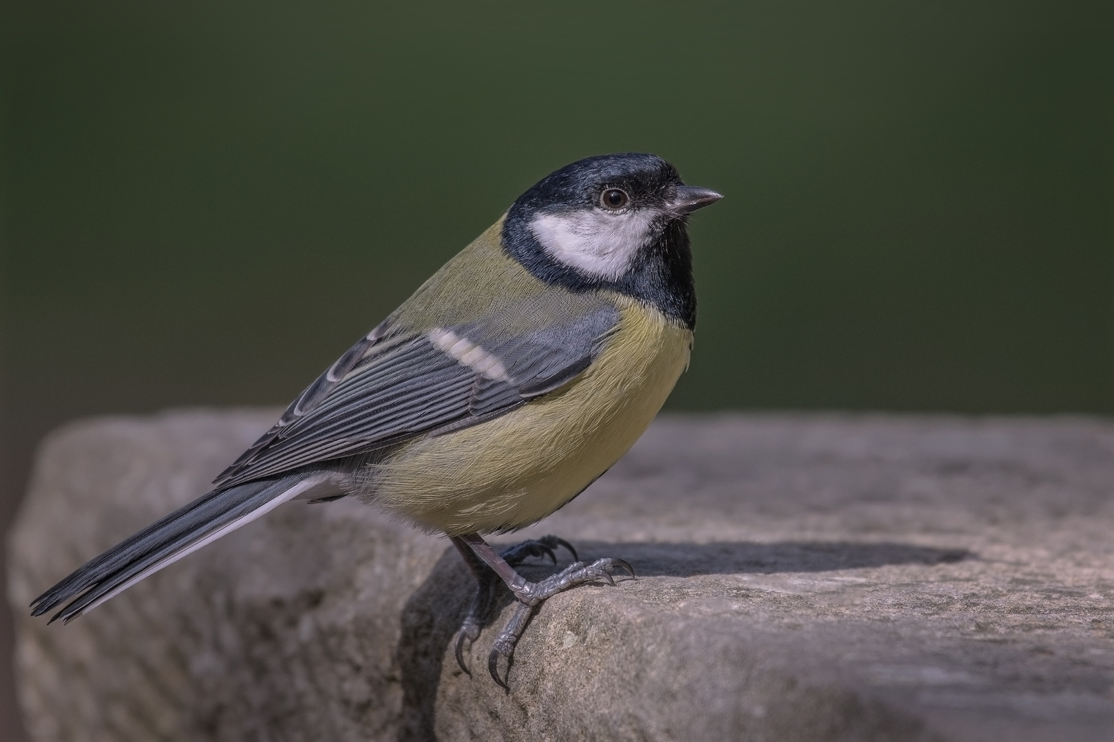 Kohlmeise (Parus major)  