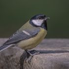 Kohlmeise (Parus major)  