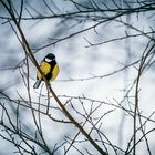 Kohlmeise (Parus major)