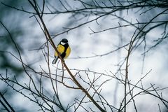 Kohlmeise (Parus major)