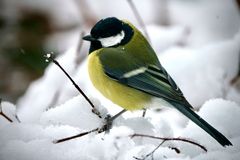 Kohlmeise (Parus major)