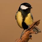 Kohlmeise (Parus major)