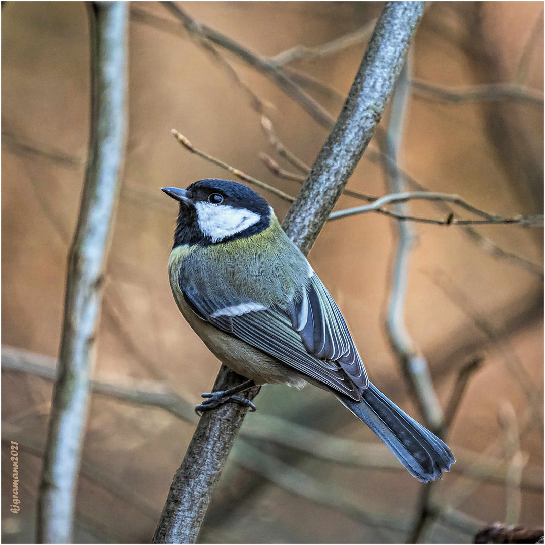 kohlmeise (parus major) ....