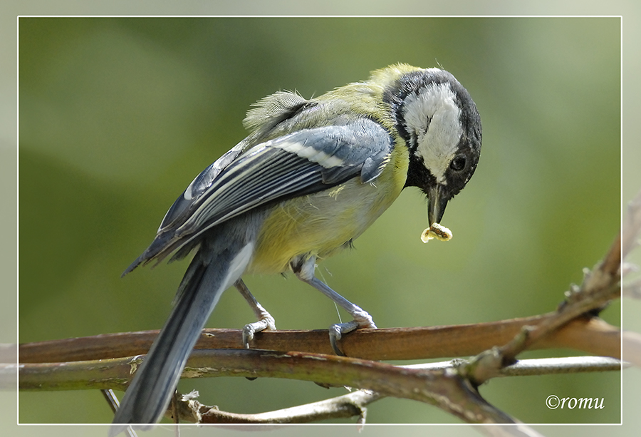 Kohlmeise (Parus major)