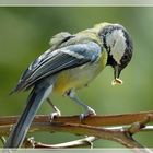 Kohlmeise (Parus major)