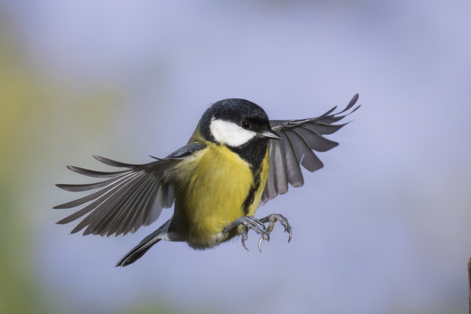 Kohlmeise (Parus major)