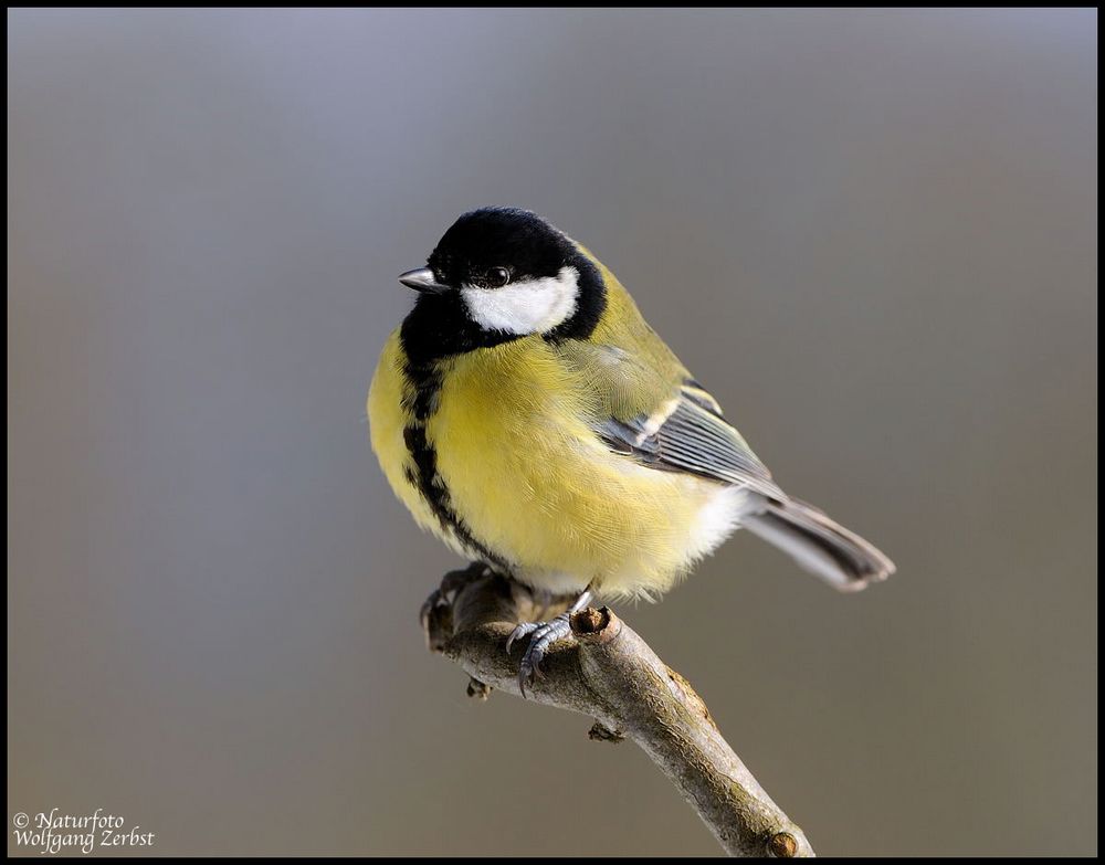 --- Kohlmeise --- ( Parus major )