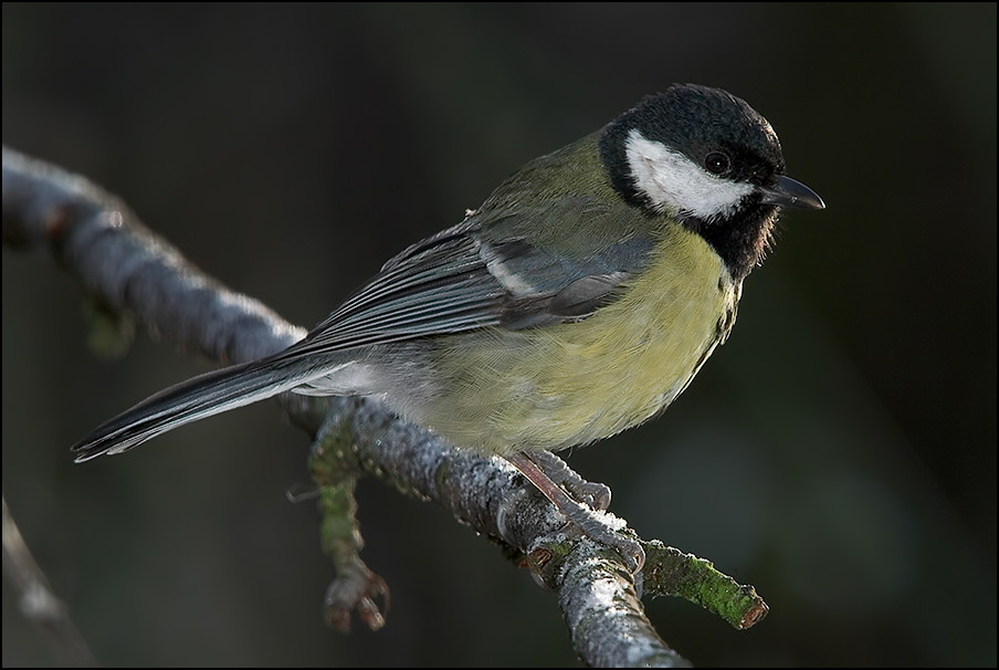 Kohlmeise (Parus major)