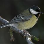 Kohlmeise (Parus major)