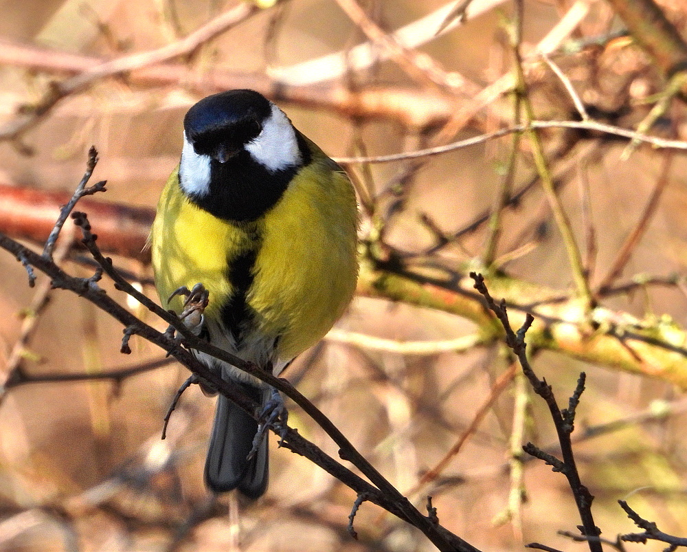 Kohlmeise (Parus major)  