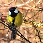 Kohlmeise (Parus major)  