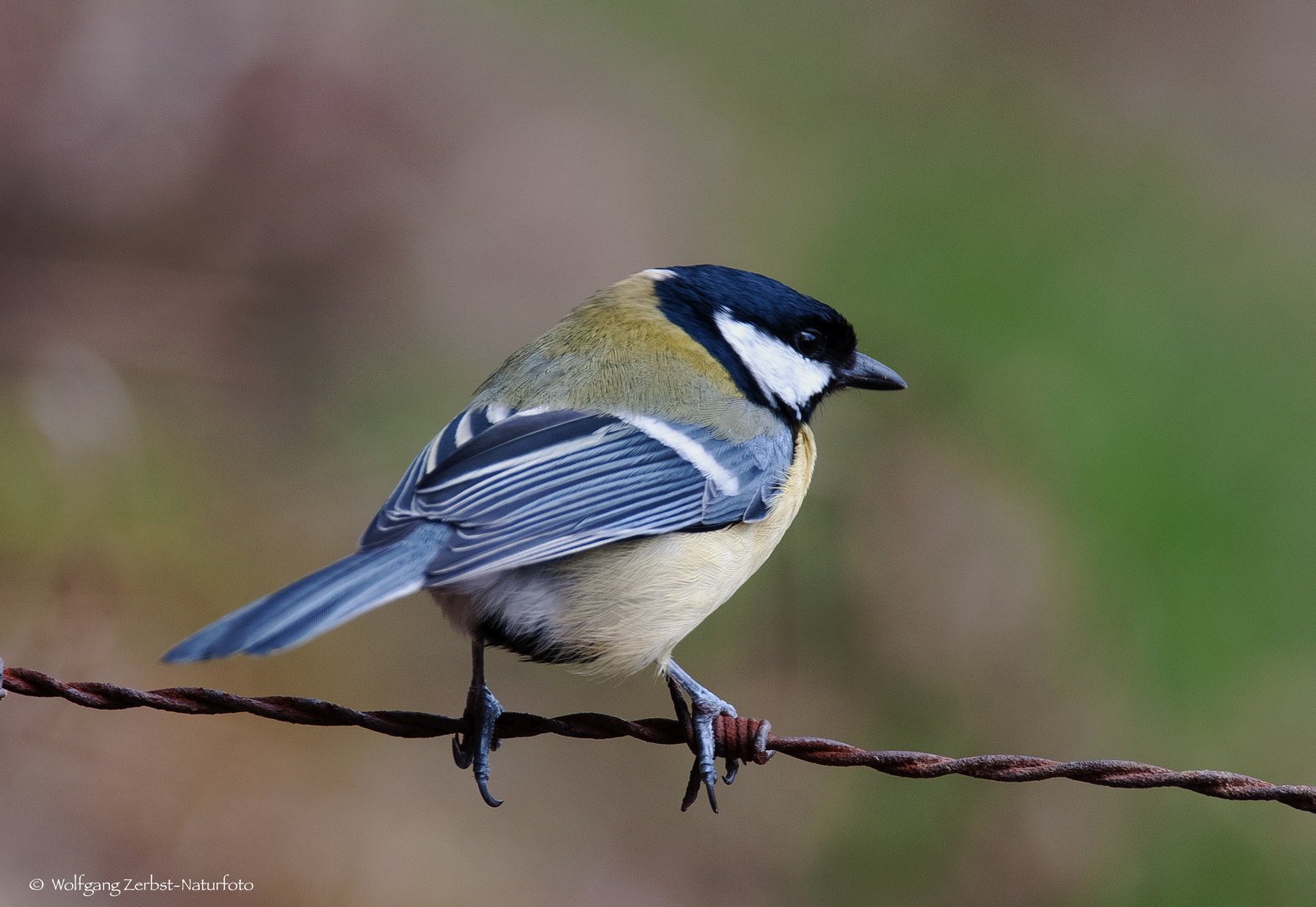   - KOHLMEISE -  ( Parus major )