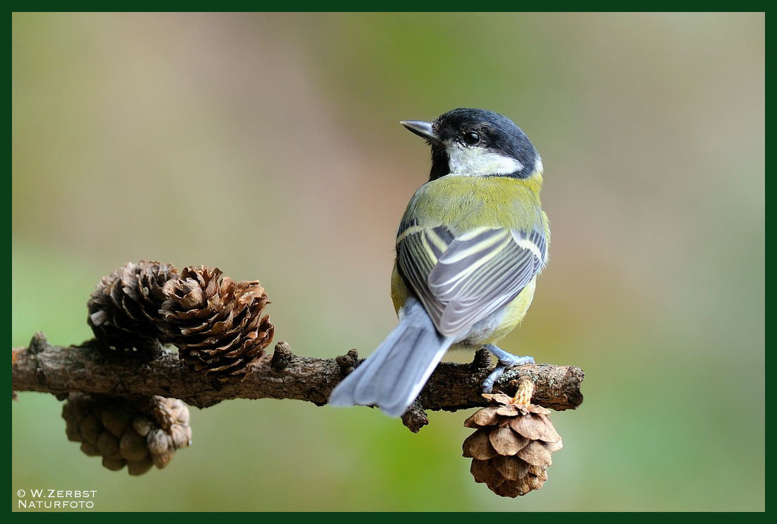 - Kohlmeise - ( Parus major )