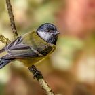 Kohlmeise (Parus major)