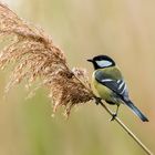 Kohlmeise (Parus major)